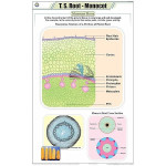 T.S Root Monocot Chart